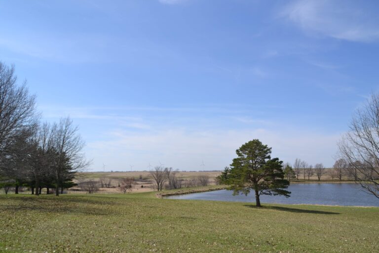 Outdoor scenery with a small pond and a few trees in bloom.